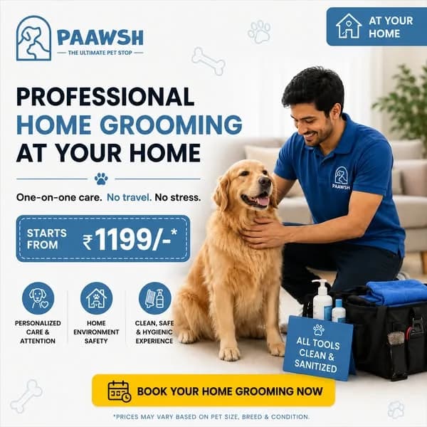 Pet Grooming — Campaign creative